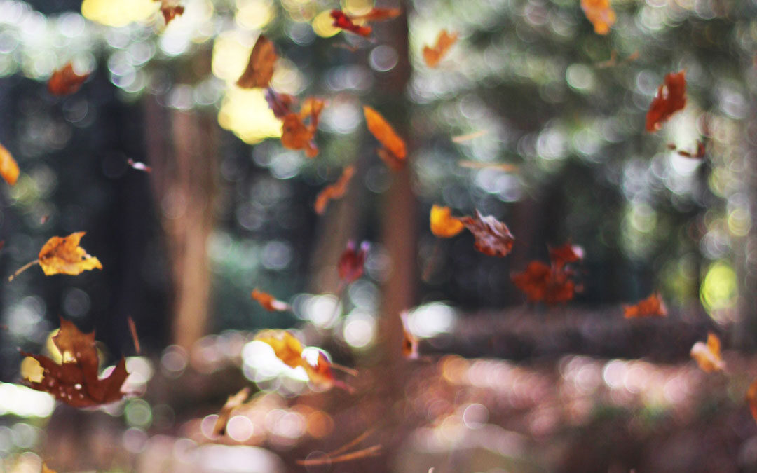 Transition into Fall with Ritucharya