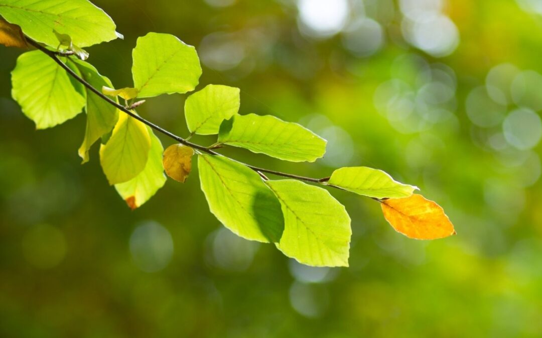Ritu-Sandhi: Preparing for the Change of Seasons